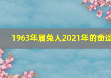 1963年属兔人2021年的命运