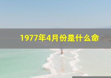 1977年4月份是什么命