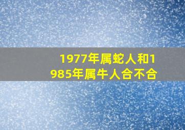 1977年属蛇人和1985年属牛人合不合