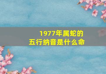 1977年属蛇的五行纳音是什么命