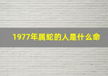 1977年属蛇的人是什么命