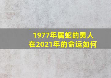 1977年属蛇的男人在2021年的命运如何