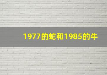 1977的蛇和1985的牛