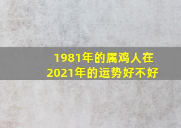 1981年的属鸡人在2021年的运势好不好