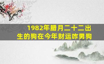 1982年腊月二十二出生的狗在今年财运咋男狗