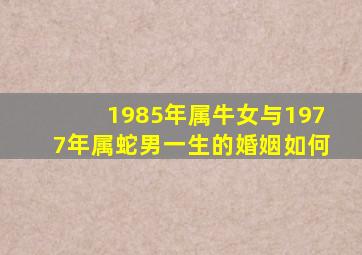 1985年属牛女与1977年属蛇男一生的婚姻如何