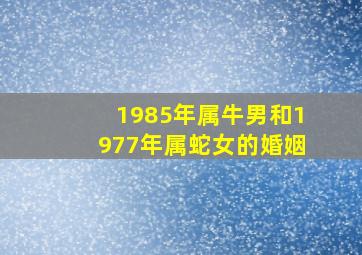 1985年属牛男和1977年属蛇女的婚姻