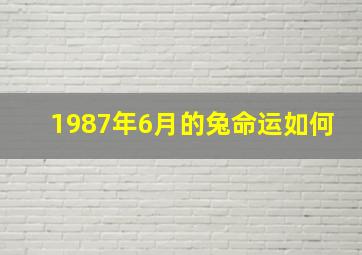 1987年6月的兔命运如何