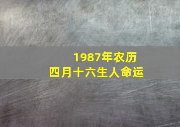 1987年农历四月十六生人命运