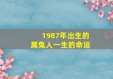 1987年出生的属兔人一生的命运