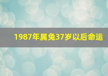 1987年属兔37岁以后命运