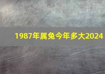 1987年属兔今年多大2024