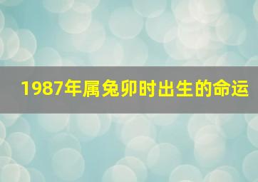 1987年属兔卯时出生的命运