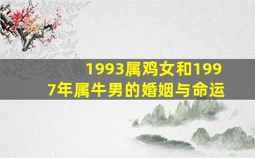 1993属鸡女和1997年属牛男的婚姻与命运