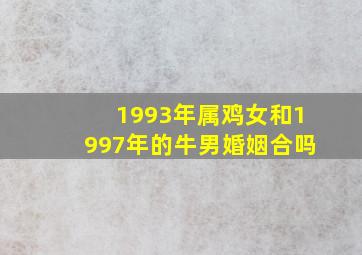 1993年属鸡女和1997年的牛男婚姻合吗