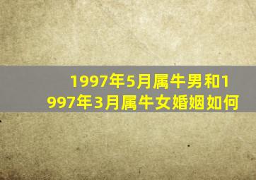 1997年5月属牛男和1997年3月属牛女婚姻如何