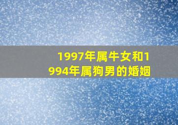 1997年属牛女和1994年属狗男的婚姻