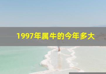 1997年属牛的今年多大