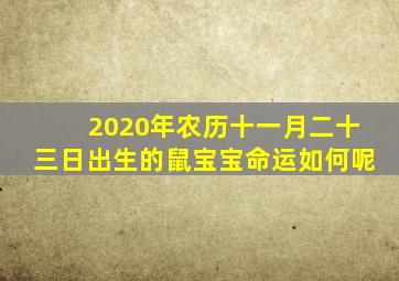 2020年农历十一月二十三日出生的鼠宝宝命运如何呢