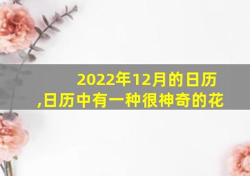 2022年12月的日历,日历中有一种很神奇的花