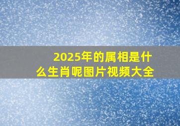 2025年的属相是什么生肖呢图片视频大全