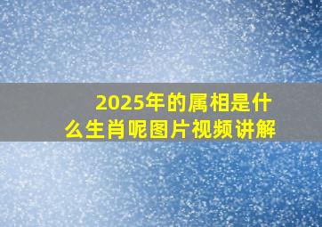 2025年的属相是什么生肖呢图片视频讲解