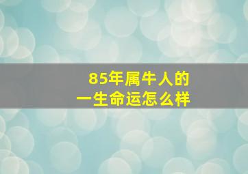 85年属牛人的一生命运怎么样