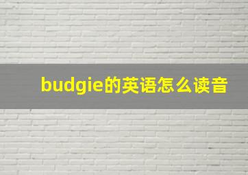 budgie的英语怎么读音