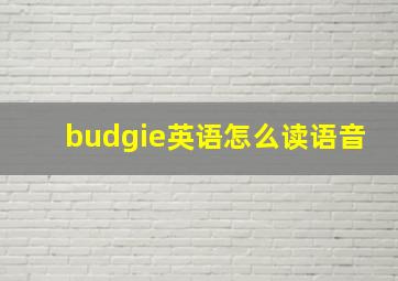 budgie英语怎么读语音