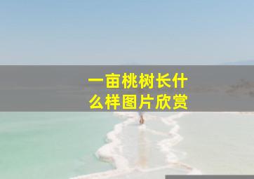 一亩桃树长什么样图片欣赏