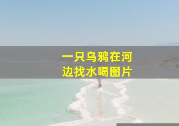 一只乌鸦在河边找水喝图片