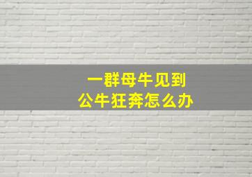 一群母牛见到公牛狂奔怎么办