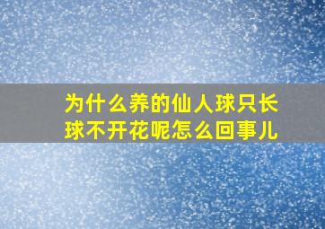 为什么养的仙人球只长球不开花呢怎么回事儿