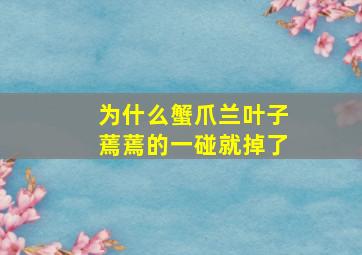 为什么蟹爪兰叶子蔫蔫的一碰就掉了