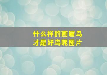 什么样的画眉鸟才是好鸟呢图片