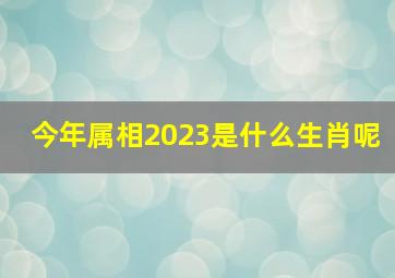 今年属相2023是什么生肖呢