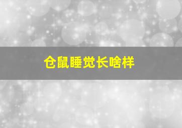 仓鼠睡觉长啥样