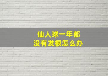 仙人球一年都没有发根怎么办