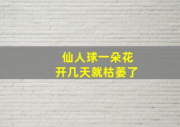 仙人球一朵花开几天就枯萎了