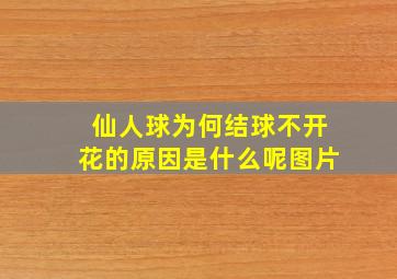 仙人球为何结球不开花的原因是什么呢图片