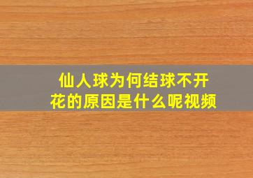 仙人球为何结球不开花的原因是什么呢视频