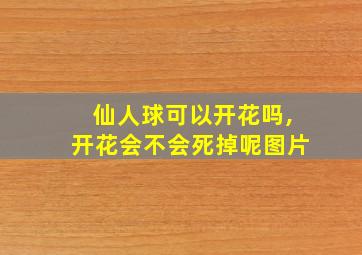 仙人球可以开花吗,开花会不会死掉呢图片