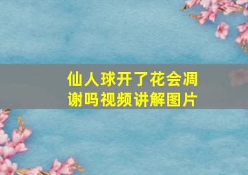 仙人球开了花会凋谢吗视频讲解图片