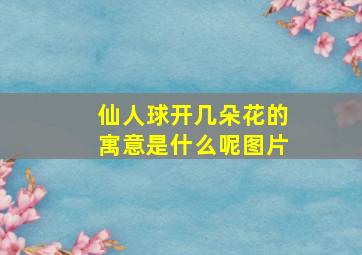 仙人球开几朵花的寓意是什么呢图片