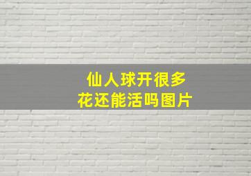 仙人球开很多花还能活吗图片