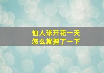 仙人球开花一天怎么就捏了一下