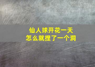 仙人球开花一天怎么就捏了一个洞