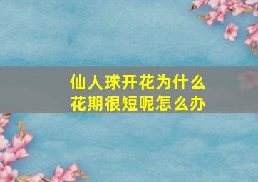 仙人球开花为什么花期很短呢怎么办