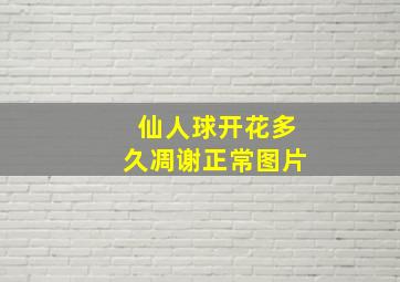 仙人球开花多久凋谢正常图片