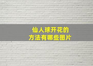 仙人球开花的方法有哪些图片